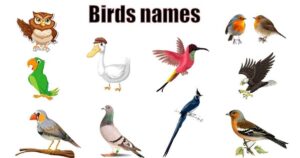 Bird Team Names