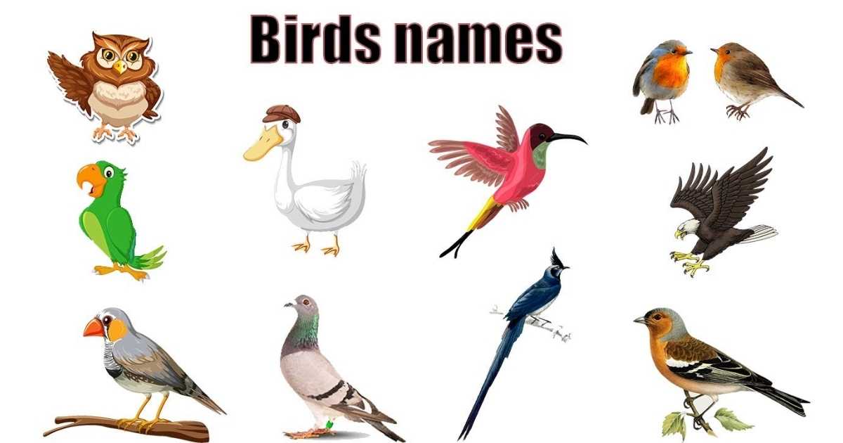Bird Team Names